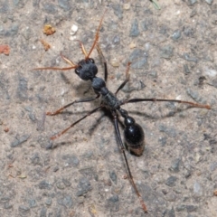 Myrmecia tarsata at Paddys River, ACT - 30 Aug 2020 11:09 AM