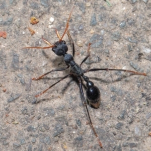 Myrmecia tarsata at Paddys River, ACT - 30 Aug 2020