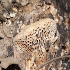 Hexagonia vesparia (Wasp Nest Polypore) at Paddys River, ACT - 30 Aug 2020 by TimL
