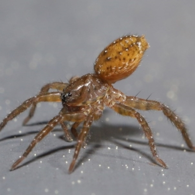 Unidentified Spider (Araneae) at Tidbinbilla Nature Reserve - 30 Aug 2020 by TimL