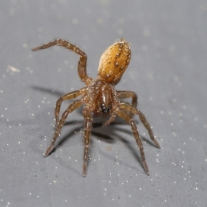 Lycosidae (family) at Kambah, ACT - 30 Aug 2020 11:44 AM