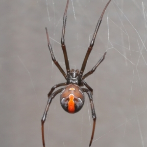 Latrodectus hasselti at Evatt, ACT - 27 Aug 2020