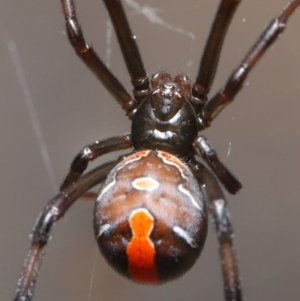 Latrodectus hasselti at Evatt, ACT - 27 Aug 2020