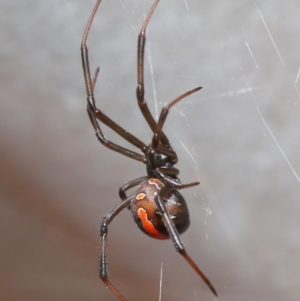 Latrodectus hasselti at Evatt, ACT - 27 Aug 2020