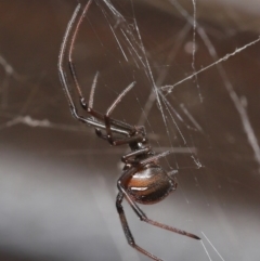 Latrodectus hasselti at Evatt, ACT - 27 Aug 2020