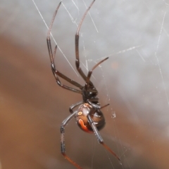 Latrodectus hasselti at Evatt, ACT - 27 Aug 2020