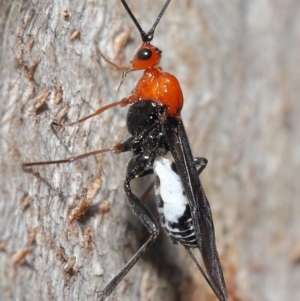 Braconidae (family) at Downer, ACT - 28 Aug 2020 12:38 PM