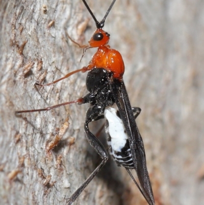 Braconidae (family) (Unidentified braconid wasp) at Downer, ACT - 28 Aug 2020 by TimL
