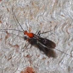 Braconidae (family) at Downer, ACT - 28 Aug 2020 12:38 PM