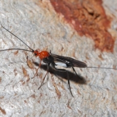 Braconidae (family) at Downer, ACT - 28 Aug 2020 12:38 PM