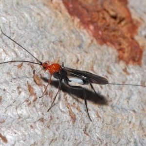 Braconidae (family) at Downer, ACT - 28 Aug 2020 12:38 PM