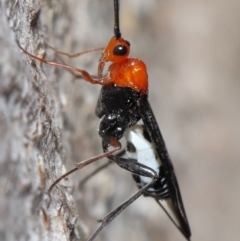 Braconidae (family) at Downer, ACT - 28 Aug 2020 12:38 PM