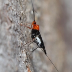 Braconidae (family) at Downer, ACT - 28 Aug 2020 12:38 PM