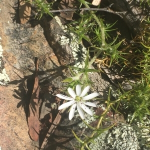 Stellaria pungens at Kowen, ACT - 31 Aug 2020