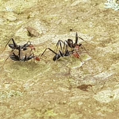 Leptomyrmex erythrocephalus (Spider ant) at Central Tilba, NSW - 20 Jan 2019 by JenniferWillcox