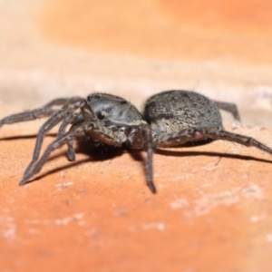 Venatrix sp. (genus) at Evatt, ACT - 31 Aug 2020