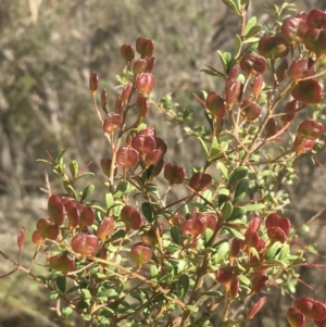 Bursaria spinosa subsp. lasiophylla at Kowen, ACT - 31 Aug 2020 01:59 PM