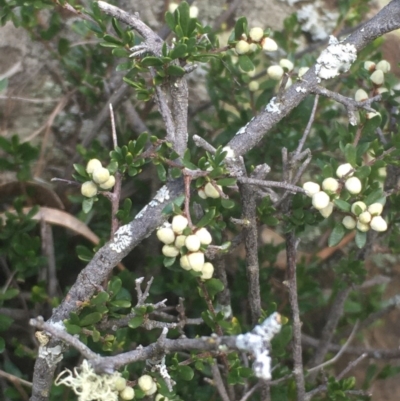 Cryptandra amara (Bitter Cryptandra) at Kowen Escarpment - 31 Aug 2020 by JaneR