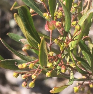 Dodonaea viscosa at Kowen, ACT - 31 Aug 2020 11:56 AM