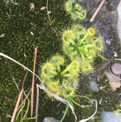 Drosera (genus) (A Sundew) at Kowen Escarpment - 31 Aug 2020 by JaneR