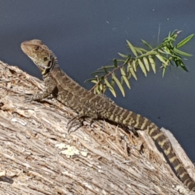 Intellagama lesueurii howittii (Gippsland Water Dragon) at Bournda, NSW - 24 Feb 2019 by JenniferWillcox