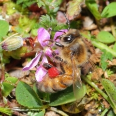 Apis mellifera (European honey bee) at Mount Ainslie - 29 Aug 2020 by TimL
