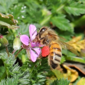 Apis mellifera at Majura, ACT - 29 Aug 2020