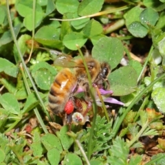 Apis mellifera at Majura, ACT - 29 Aug 2020