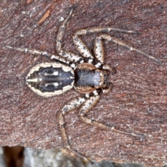 Tharpyna campestrata (Country Crab Spider) at Majura, ACT - 31 Aug 2020 by jbromilow50