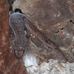 Christinus marmoratus (Southern Marbled Gecko) at Mount Ainslie - 31 Aug 2020 by jb2602