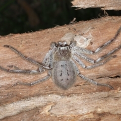 Isopeda sp. (genus) (Huntsman Spider) at Majura, ACT - 31 Aug 2020 by jb2602