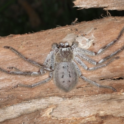 Isopeda sp. (genus) (Huntsman Spider) at Mount Ainslie - 31 Aug 2020 by jb2602