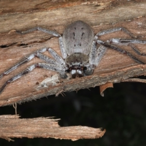 Isopeda sp. (genus) at Majura, ACT - 31 Aug 2020