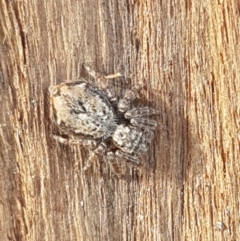 Servaea sp. (genus) at Lyneham, ACT - 1 Sep 2020