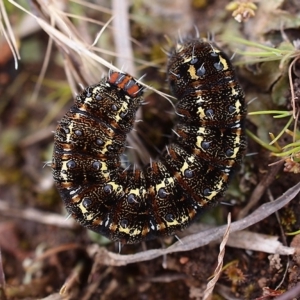 Apina callisto at Cook, ACT - 30 Aug 2020