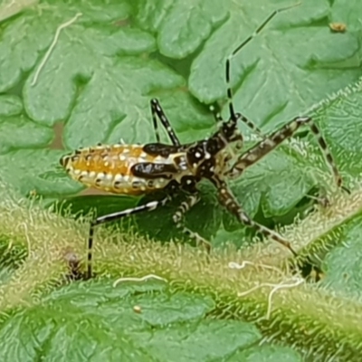 Reduviidae (family) (An assassin bug) at Narooma, NSW - 20 Jan 2019 by Jennifer Willcox