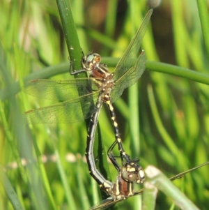 Synthemis eustalacta at Banks, ACT - 31 Mar 2020