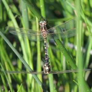 Synthemis eustalacta at Banks, ACT - 31 Mar 2020