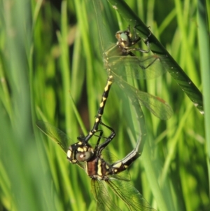 Synthemis eustalacta at Banks, ACT - 31 Mar 2020