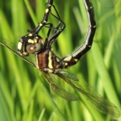 Synthemis eustalacta at Banks, ACT - 31 Mar 2020