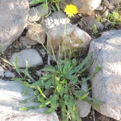 Hypochaeris radicata (Cat's Ear, Flatweed) at Banks, ACT - 31 Mar 2020 by MichaelBedingfield