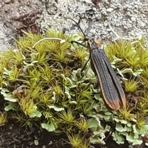Lycidae (family) at Narooma, NSW - 20 Jan 2019 01:47 PM