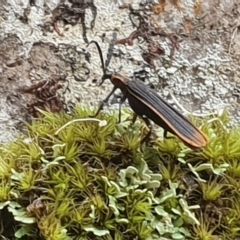 Lycidae (family) at Narooma, NSW - 20 Jan 2019 01:47 PM