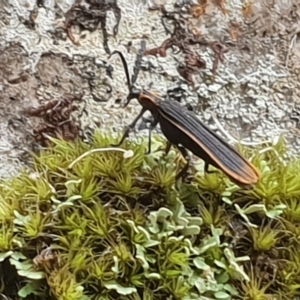 Lycidae (family) at Narooma, NSW - 20 Jan 2019 01:47 PM