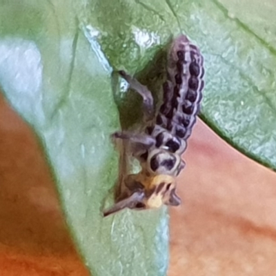 Illeis galbula (Fungus-eating Ladybird) at Bega, NSW - 29 Apr 2019 by Jennifer Willcox