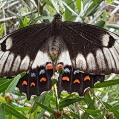 Papilio aegeus (Orchard Swallowtail, Large Citrus Butterfly) at Bega, NSW - 22 Feb 2019 by JenniferWillcox