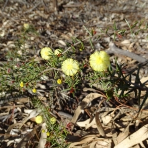 Acacia ulicifolia at Garran, ACT - 31 Aug 2020