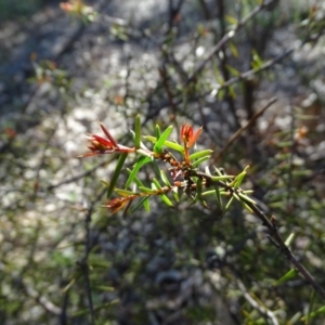 Acacia ulicifolia at Garran, ACT - 31 Aug 2020