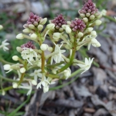 Stackhousia monogyna (Creamy Candles) at Symonston, ACT - 31 Aug 2020 by Mike