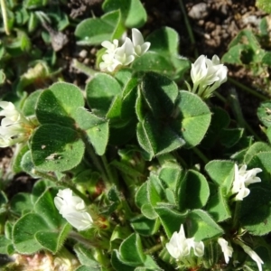 Trifolium subterraneum at Symonston, ACT - 31 Aug 2020